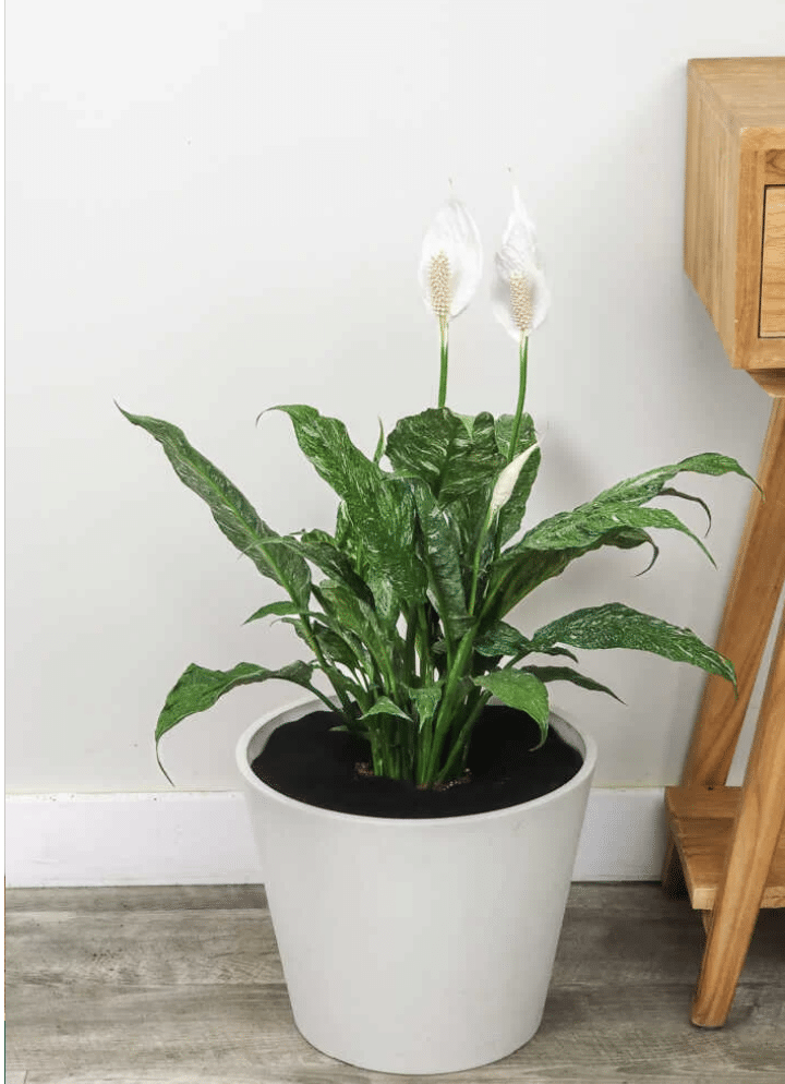 Variegated Peace Lily